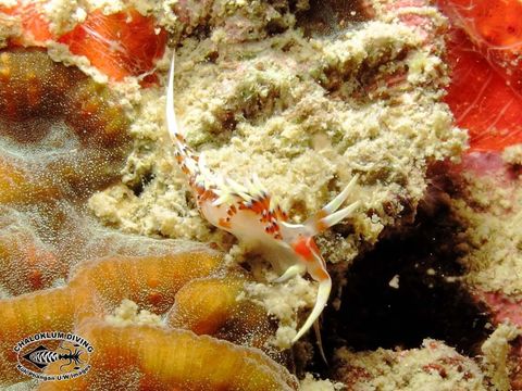 Image of White tipped red and white slug