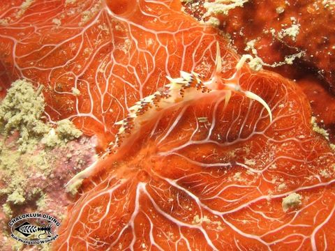 Image of White tipped red and white slug