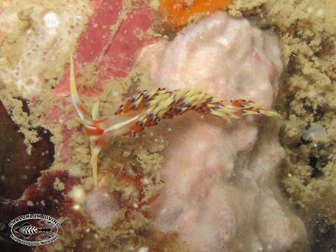 Image of White tipped red and white slug