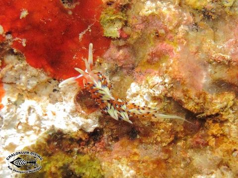 Image of White tipped red and white slug