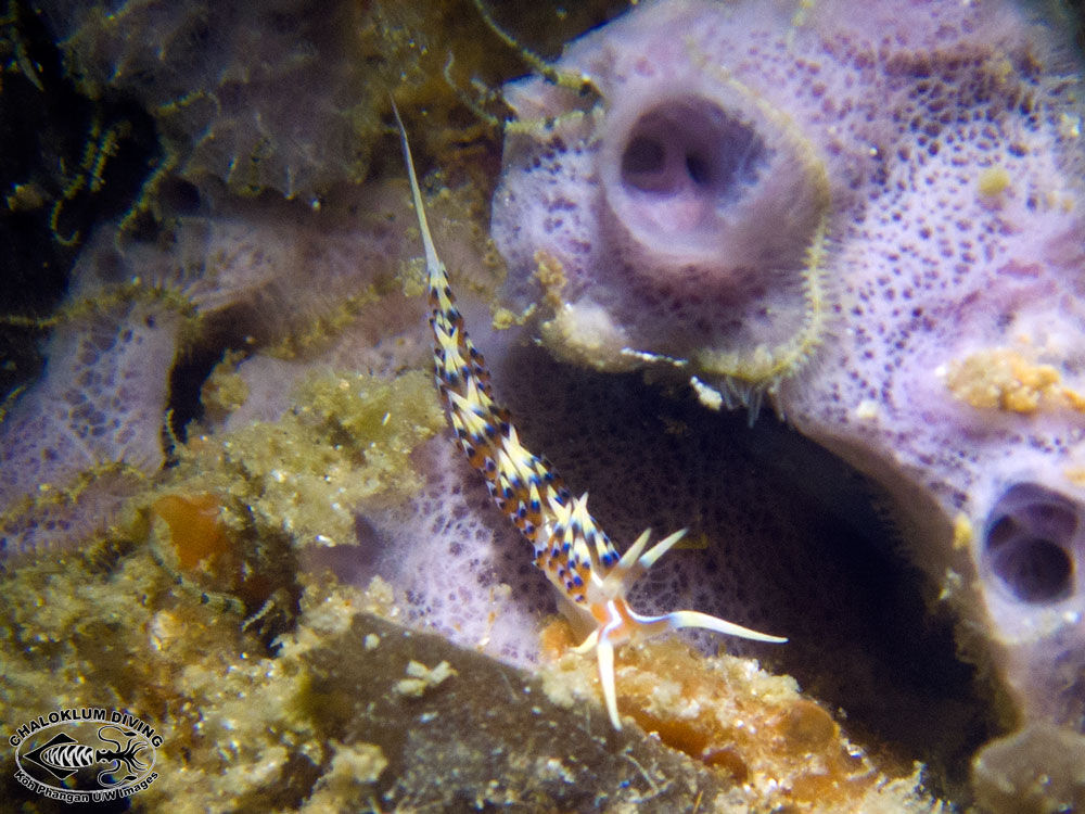 Image of White tipped red and white slug