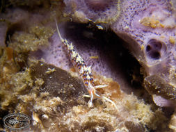 Image of White tipped red and white slug