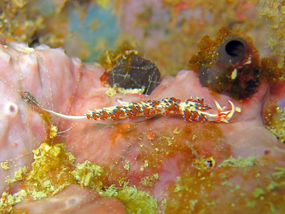 Image of White tipped red and white slug