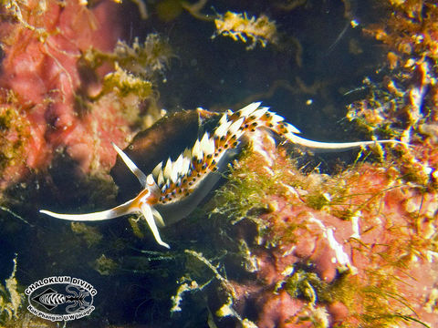 Image of White tipped red and white slug