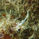 Image de <i>Flabellina bicolor</i> (Kelaart 1858)