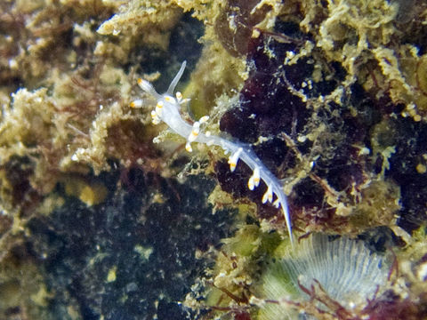 Image of <i>Flabellina bicolor</i> (Kelaart 1858)