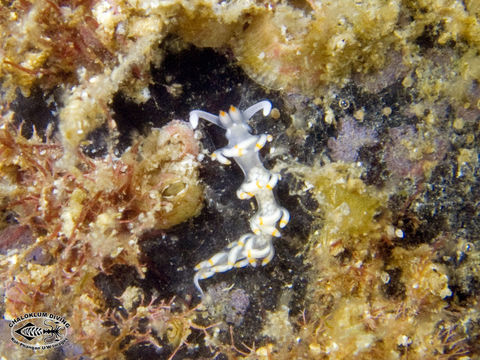 Imagem de <i>Flabellina bicolor</i> (Kelaart 1858)