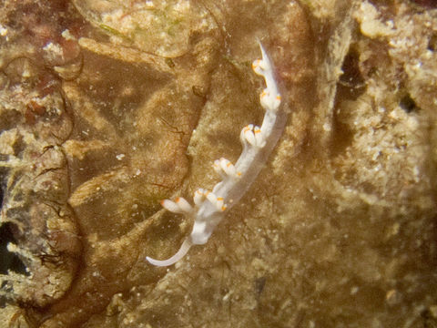 Image de <i>Flabellina bicolor</i> (Kelaart 1858)