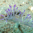 Image of Flabellina McMurtrie 1831