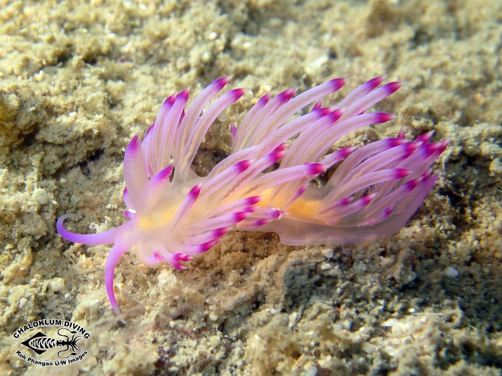 Image de <i>Flabellina rubrolineata</i> (O'Donoghue 1929)