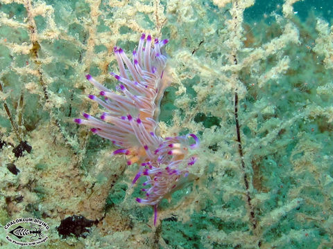 Sivun <i>Flabellina rubrolineata</i> (O'Donoghue 1929) kuva