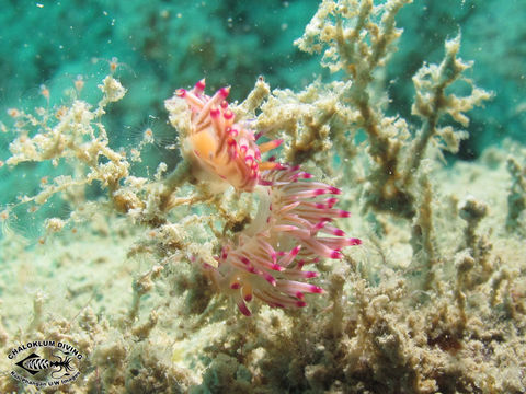 Imagem de <i>Flabellina rubrolineata</i> (O'Donoghue 1929)