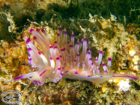 Image de <i>Flabellina rubrolineata</i> (O'Donoghue 1929)