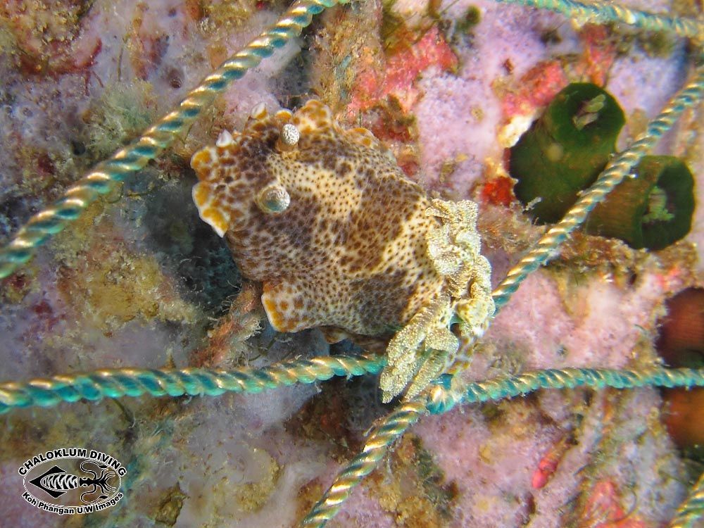 Image of <i>Chromodoris mandapamensis</i> Valdés, Mollo & Ortea 1999