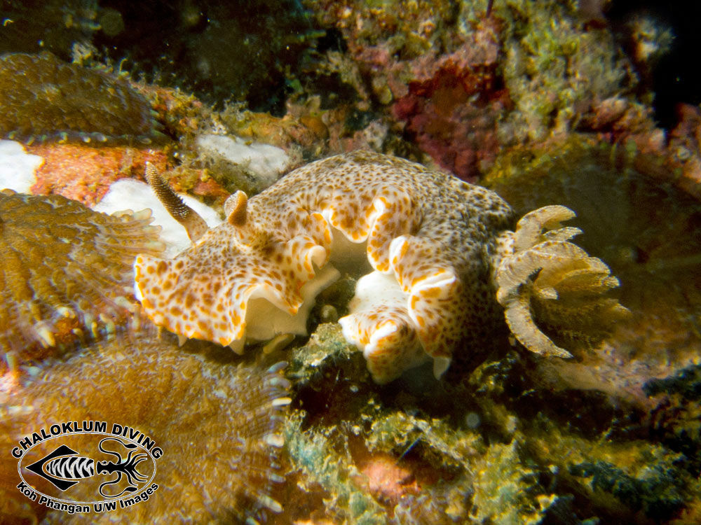 Image of <i>Chromodoris mandapamensis</i> Valdés, Mollo & Ortea 1999