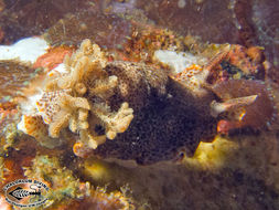 Image of <i>Chromodoris mandapamensis</i> Valdés, Mollo & Ortea 1999