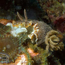 Image of <i>Chromodoris mandapamensis</i> Valdés, Mollo & Ortea 1999