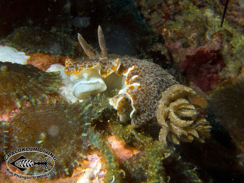 Image of <i>Chromodoris mandapamensis</i> Valdés, Mollo & Ortea 1999