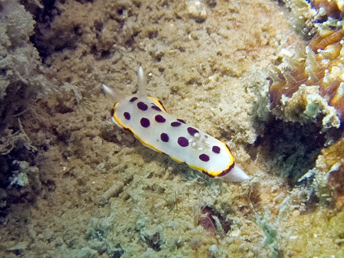 Image of Goniobranchus tumuliferus (Collingwood 1881)