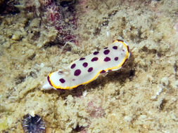 Image of Goniobranchus tumuliferus (Collingwood 1881)