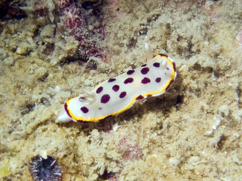 Image of Goniobranchus tumuliferus (Collingwood 1881)