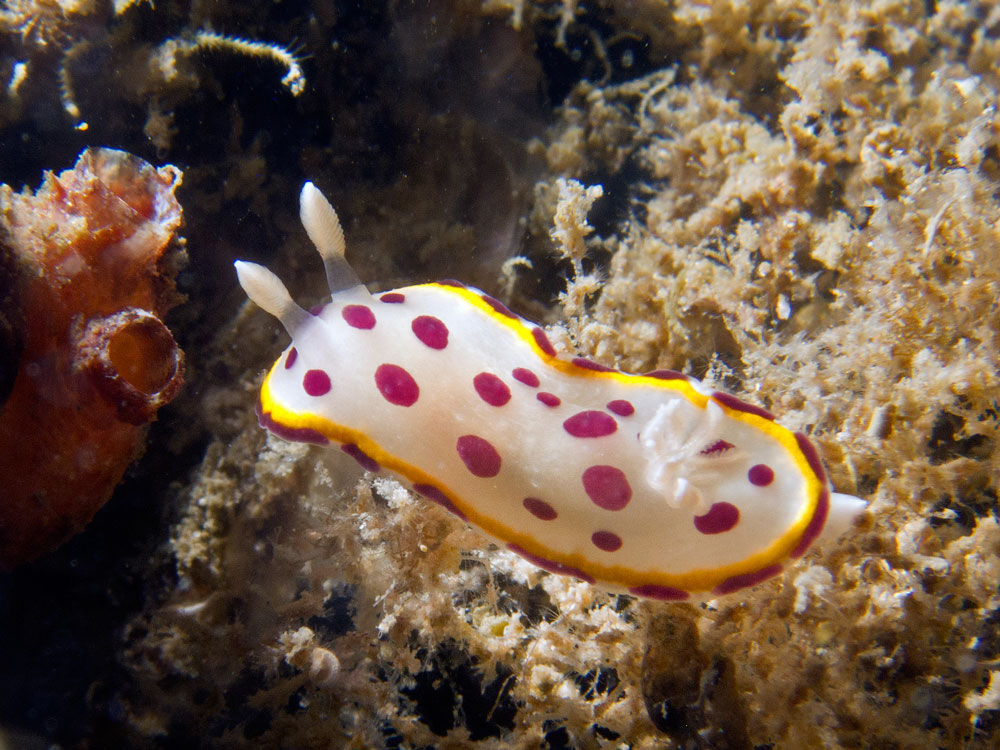 Sivun Goniobranchus tumuliferus (Collingwood 1881) kuva