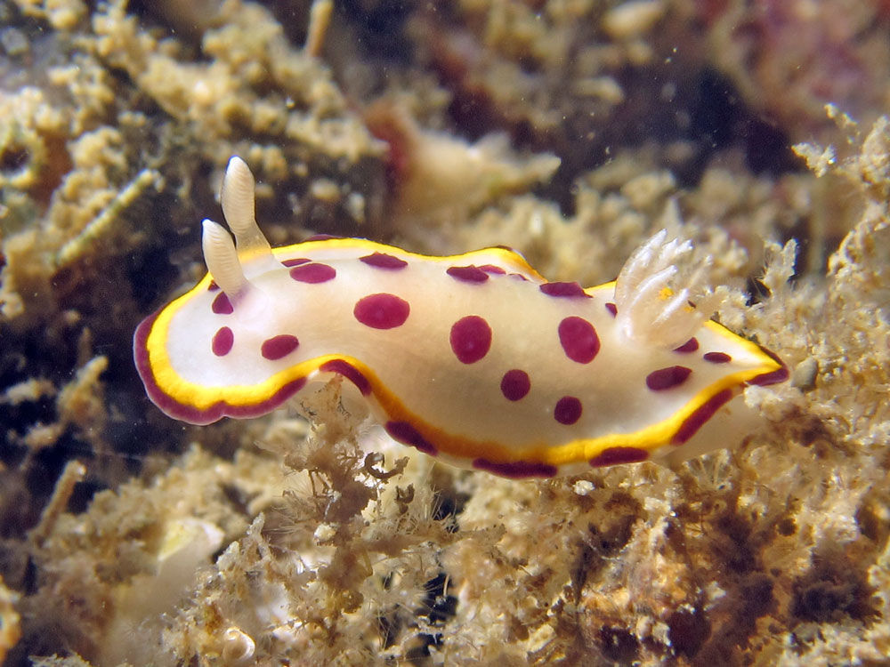 Image of Goniobranchus tumuliferus (Collingwood 1881)