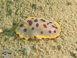 Image de Goniobranchus tumuliferus (Collingwood 1881)