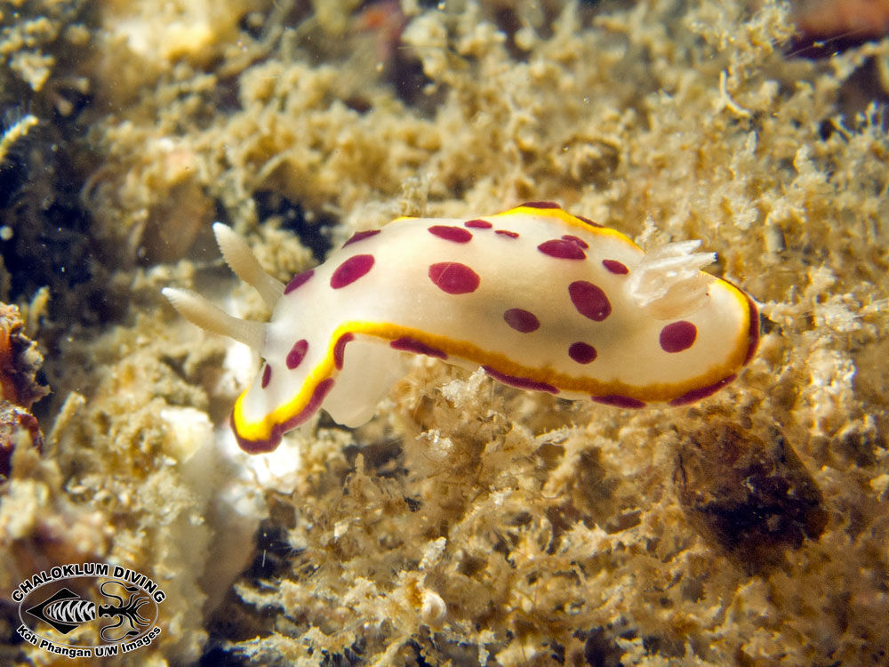 Image de Goniobranchus tumuliferus (Collingwood 1881)