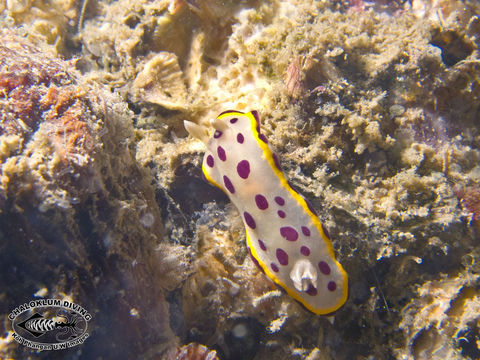 Image de Goniobranchus tumuliferus (Collingwood 1881)