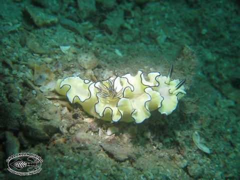 Image of Black margined slug