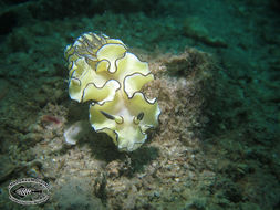 Image of Black margined slug