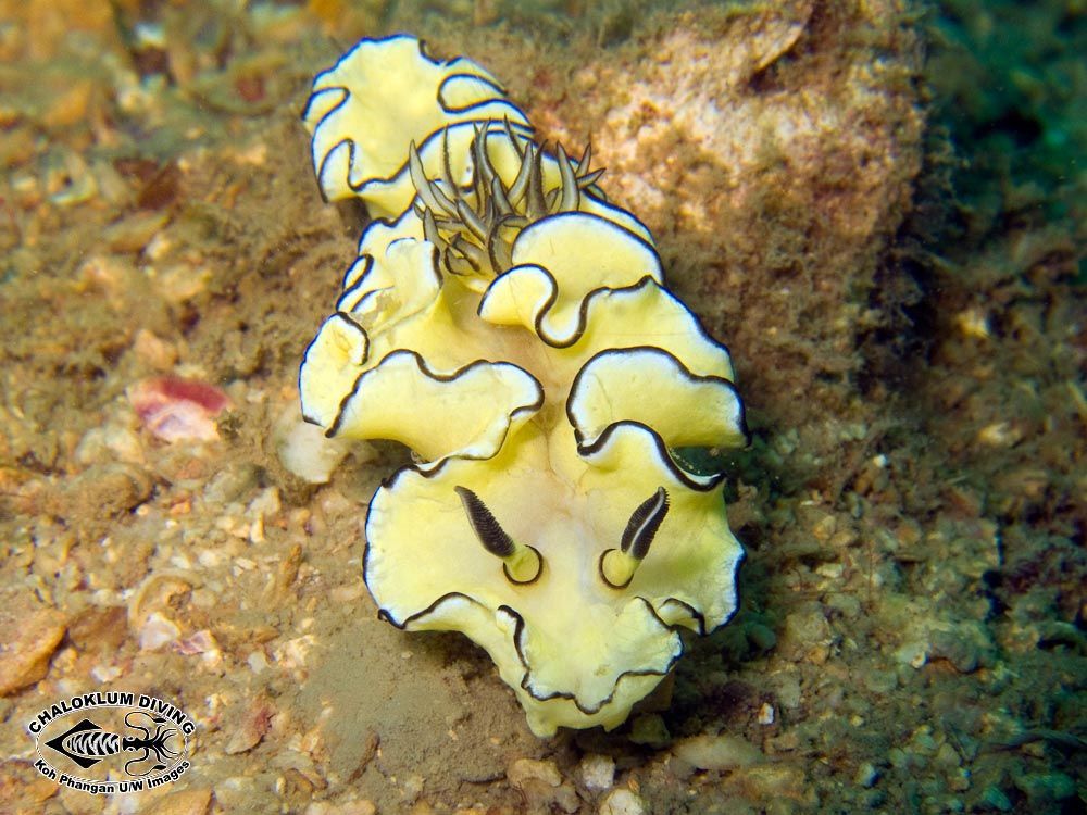 Image of Black margined slug