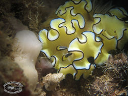 Image of Black margined slug