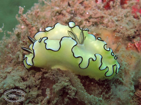 Image of Black margined slug