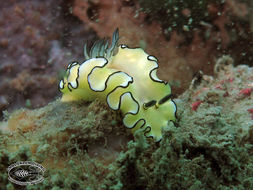 Image of Black margined slug