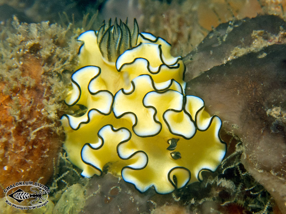 Image of Black margined slug