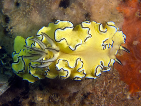 Image of Black margined slug