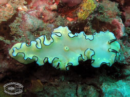 Image of Black margined slug