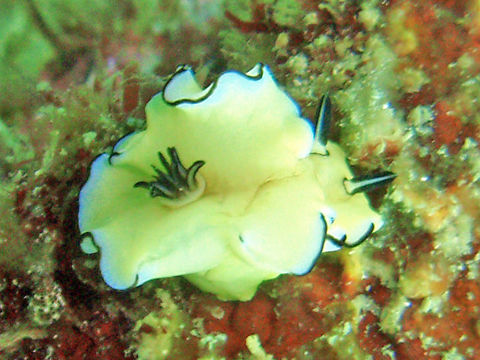 Image of Black margined slug