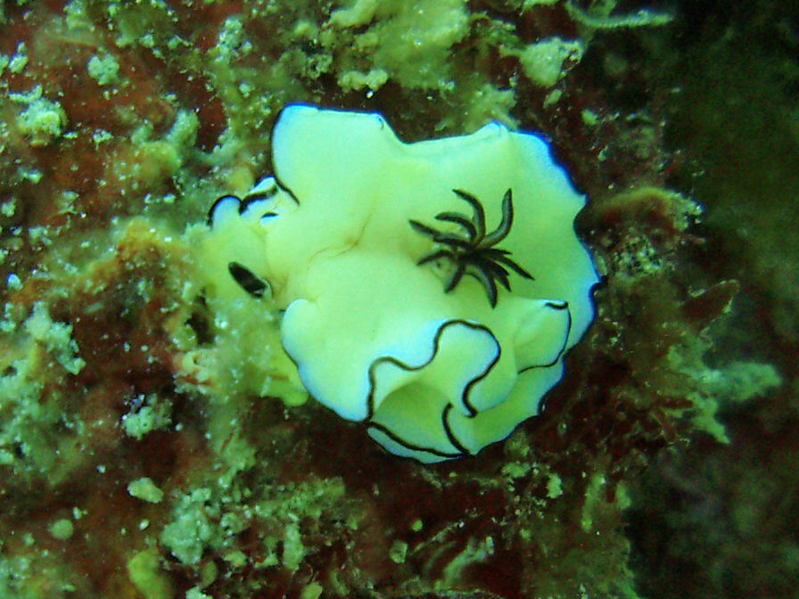 Image of Black margined slug