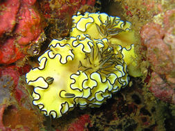 Image of Black margined slug