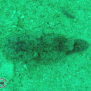 Image of orange edge white slug