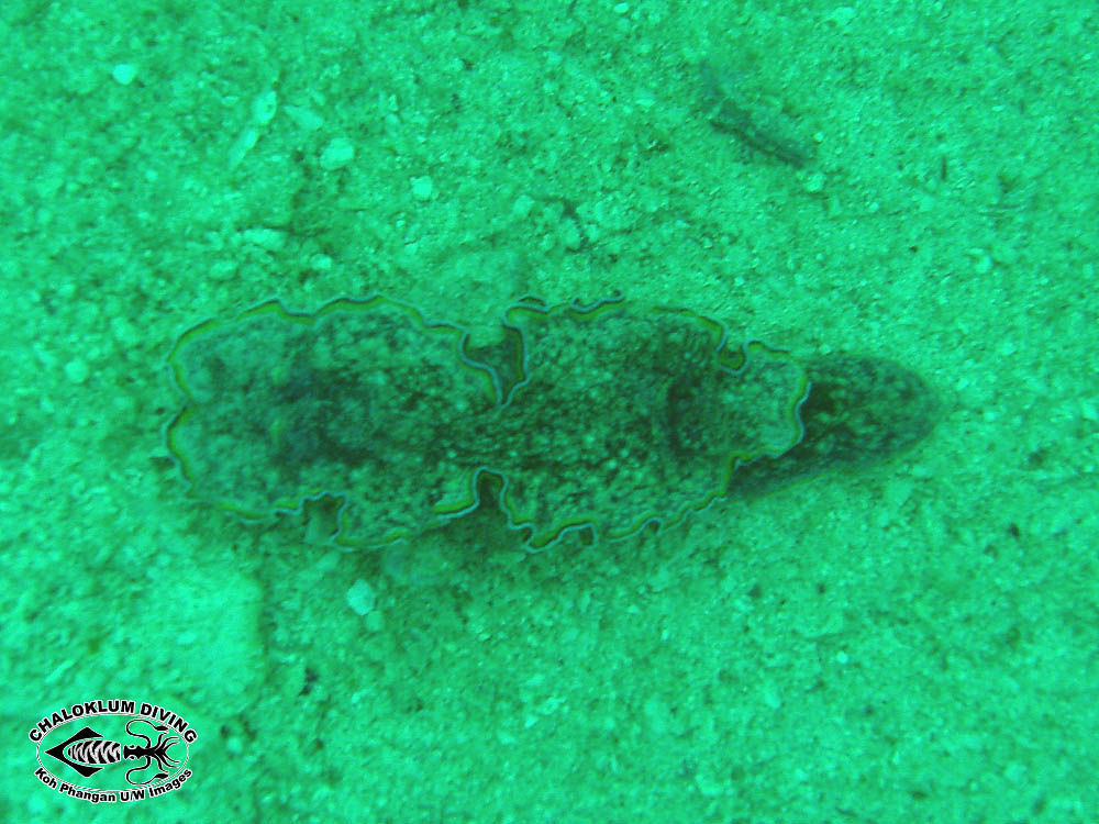 Image of Mauve green edged stocky slug