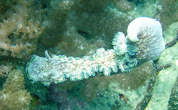 Image of Mauve green edged stocky slug