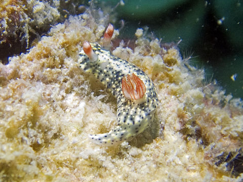 Image of Red gilled yellow spotted green slug