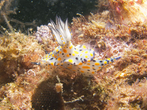 Image of Hypselodoris kanga Rudman 1977