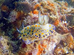 Image of Hypselodoris kanga Rudman 1977