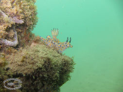 Image of Hypselodoris kanga Rudman 1977