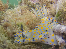 Image of Hypselodoris kanga Rudman 1977